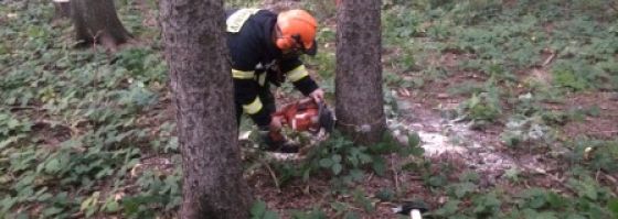 Kettensägenausbildung